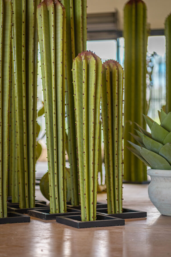 Cactus conique – Image 3