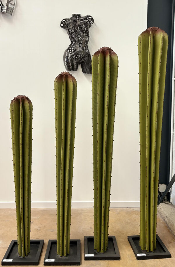 Cactus conique – Image 2