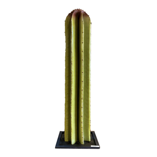 Cactus droit
