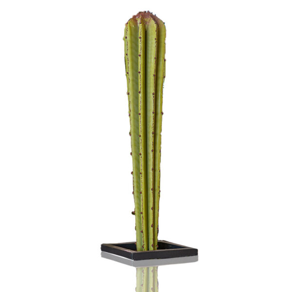 Cactus conique