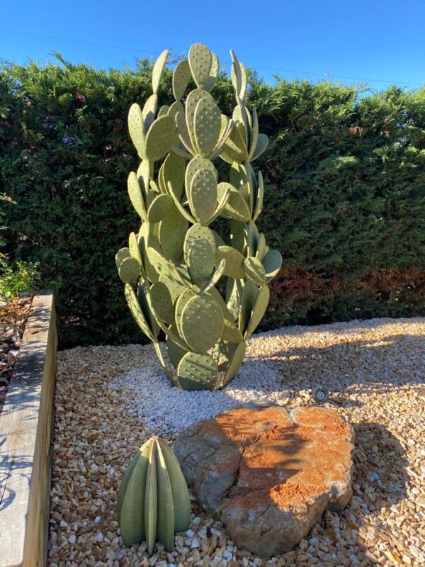 Cactus Rond – Image 2